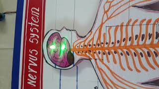 Nervous System  Working model