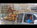 Самуи Сборщики кокосов в ноябре Thailand