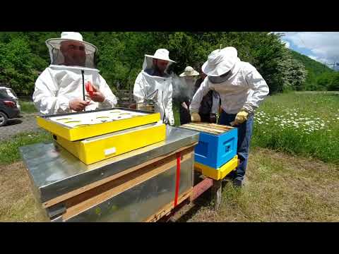 თაფლის წარმოება
