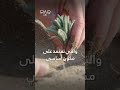 عراقي يزرع الصحراء دون ماء