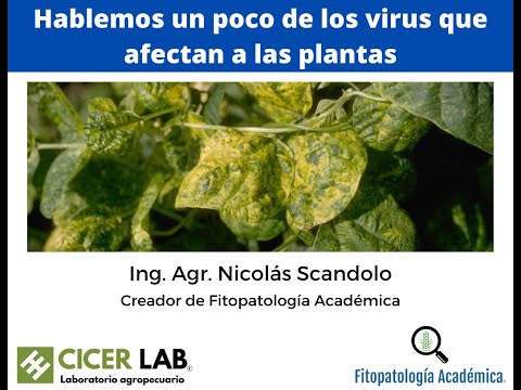 Vídeo: Enfermedades De Las Plantas De Interior: Bacteriosis Y Virus, Descripción Y Fotos, Medidas De Control