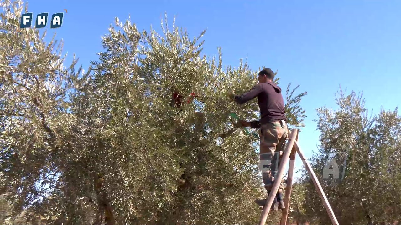 جولة مصورة في قرية جويق بريف عفرين حيث تقع وسط أحضان الطبيعة وتتزين بمساحات خضراء وأشجار الزيتون