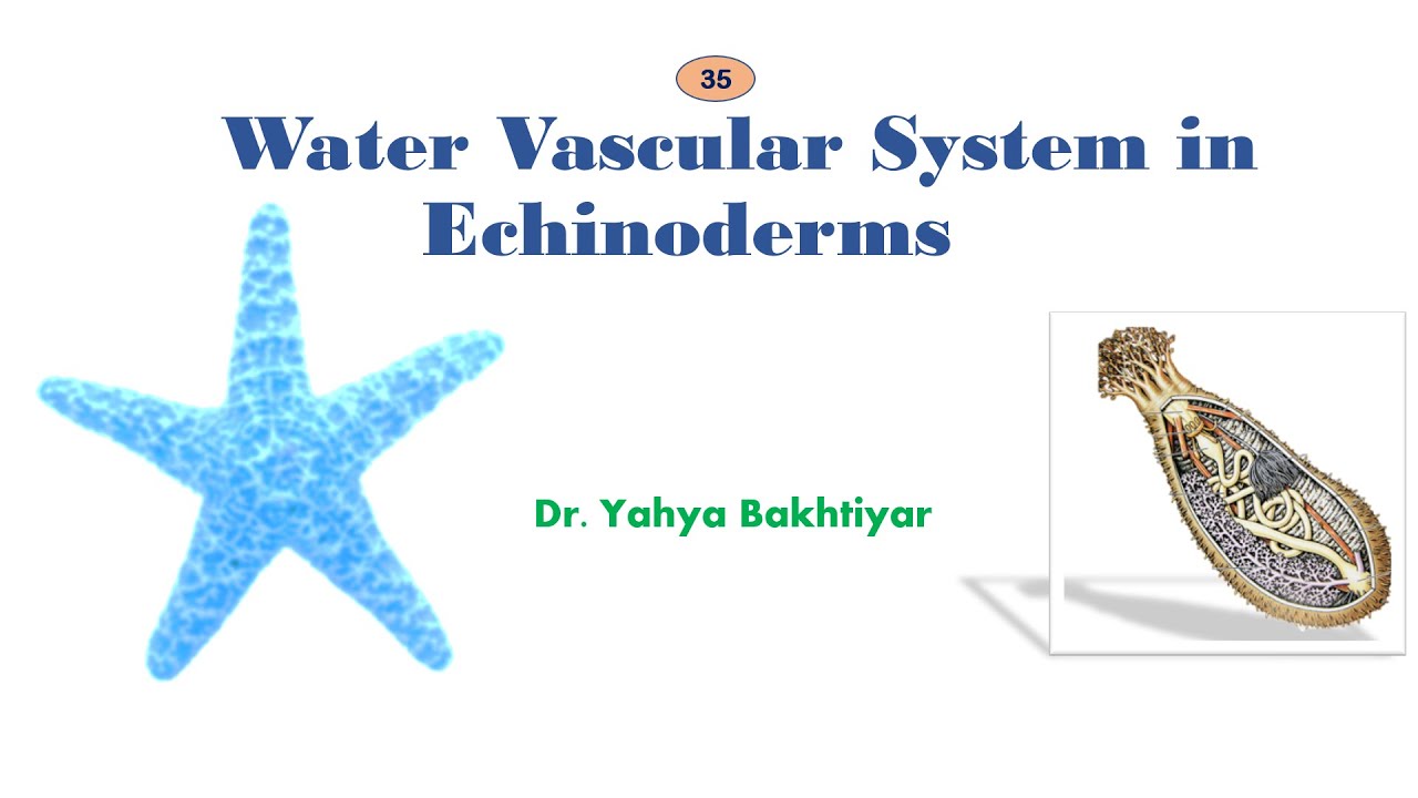 35 Water Vascular System In Echinoderms YouTube