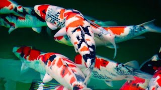 JUMBO KOI FISH! - Shintaro Koi Harvest Japan JUMBO KOI FISH! - Shintaro Koi Harvest Japan