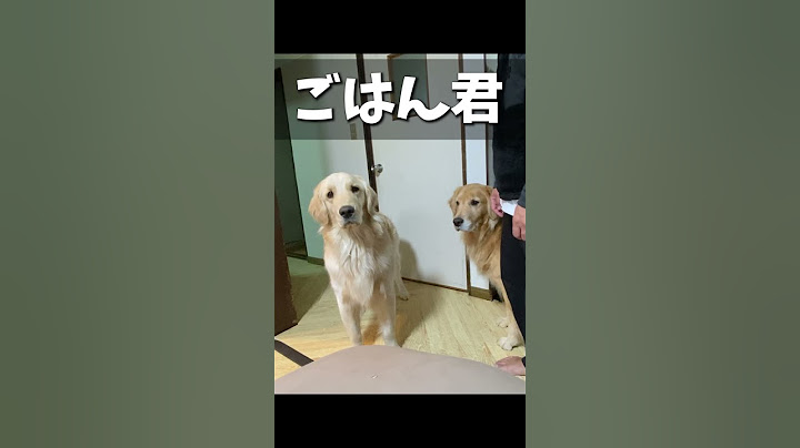 いつも間にか名前が「ごはん」に変わっていた愛犬達 #shorts