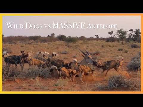 WILD DOGS vs MASSIVE Eland