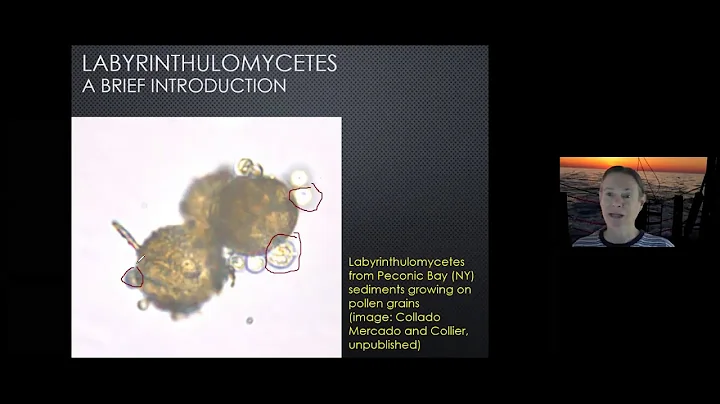 Cell biology of marine protists, labyrinthulmycet....