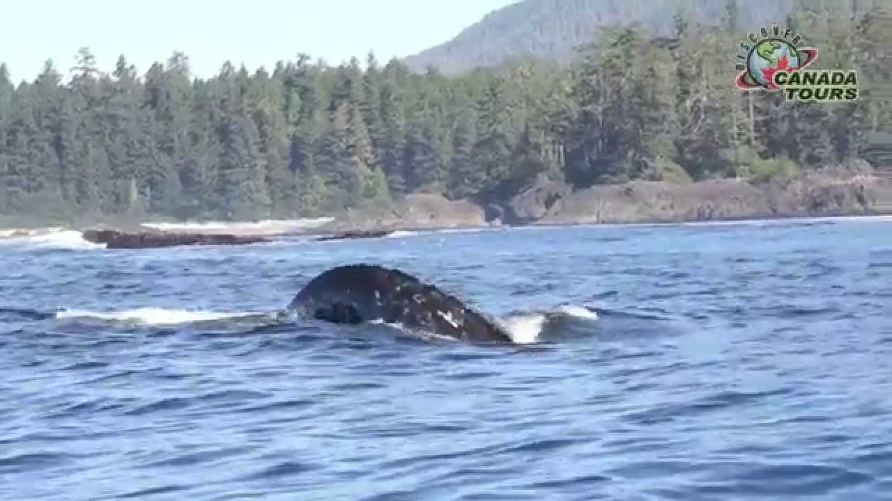 Tofino Tour - Discover Canada Tours