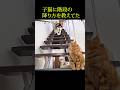 子猫に階段の降り方を教えてたハスキー犬...#shorts
