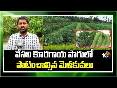 వేసవి కూరగాయ సాగులో పాటించాల్సిన మెళకువలు | Techniques in Summer Vegetable Cultivation | 10TV - 10TVNEWSTELUGU