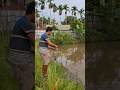 banyak patin disini #mancing #shorts #youtubeshorts #trending #top #viralvideo #kebun #Johnwetbesy