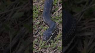 5 Curiosidades Sobre La Culebra Ratonera ratsnake short