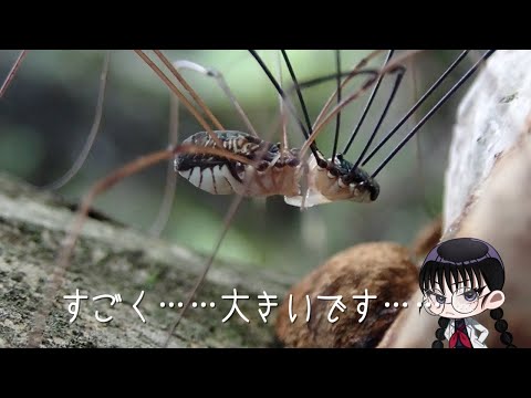 【ひとくち生き物動画】オオナミザトウムシの交尾