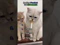 Ranking Funniest Cat Movements