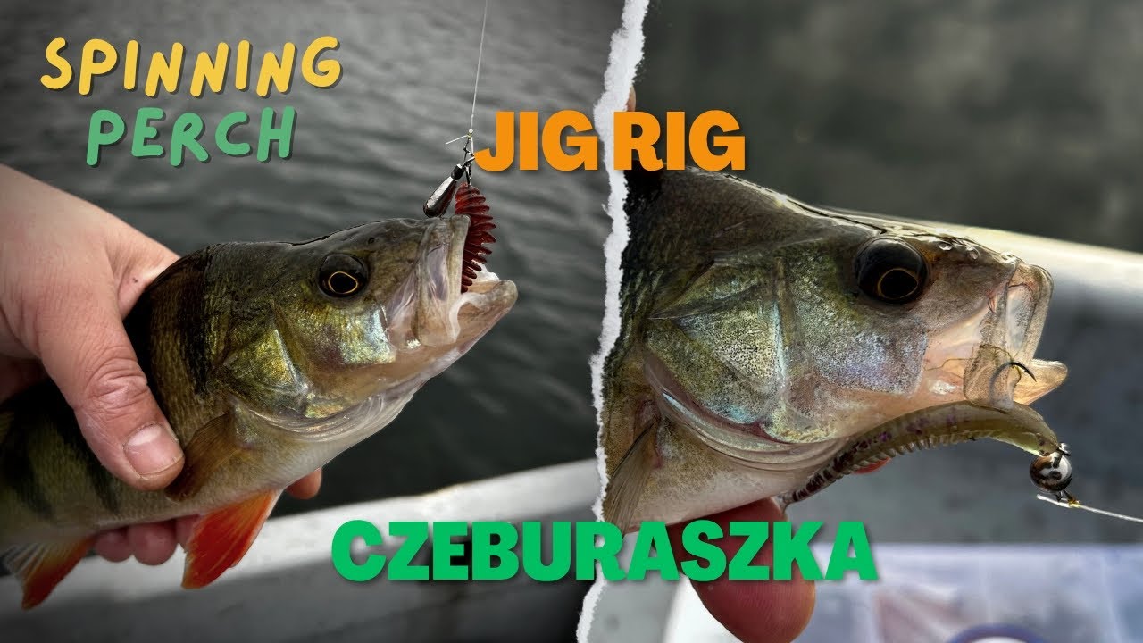 ,,Wydłubać'' okonie jig rig/czeburaszka #spinning #okoń #przynęta #sposób 