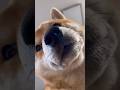 ローアングルからのアップめの柴犬とん君が可愛すぎる #柴犬 #柴犬とん