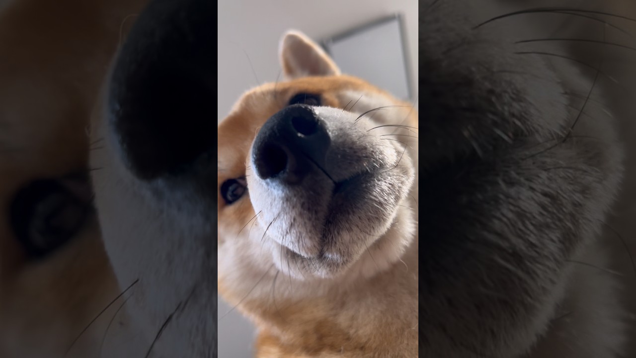 ローアングルからのアップめの柴犬とん君が可愛すぎる #柴犬 #柴犬とん