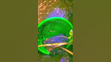 Cho dù có đi đâu quê hương vẫn mãi trong tim tôi ❤️...#TiềnGiang63#Gò Công63B6#MiềnTâyQuêTôi