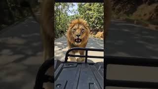#junglesafari#wildlife#lionking#viralshorts