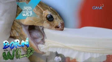 Born to be Wild: The fall of the "Cobra King"