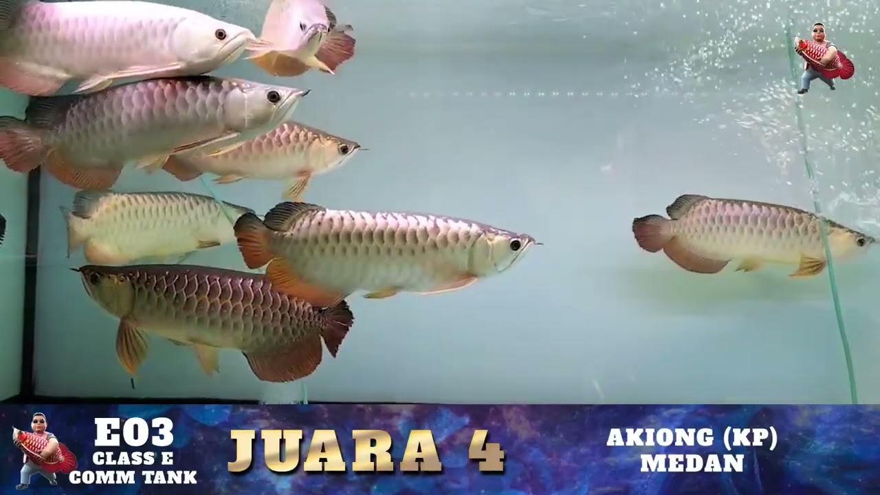 Pemenang Class E - Comm Tank - Kontes Online 30 INDO DRAGON®