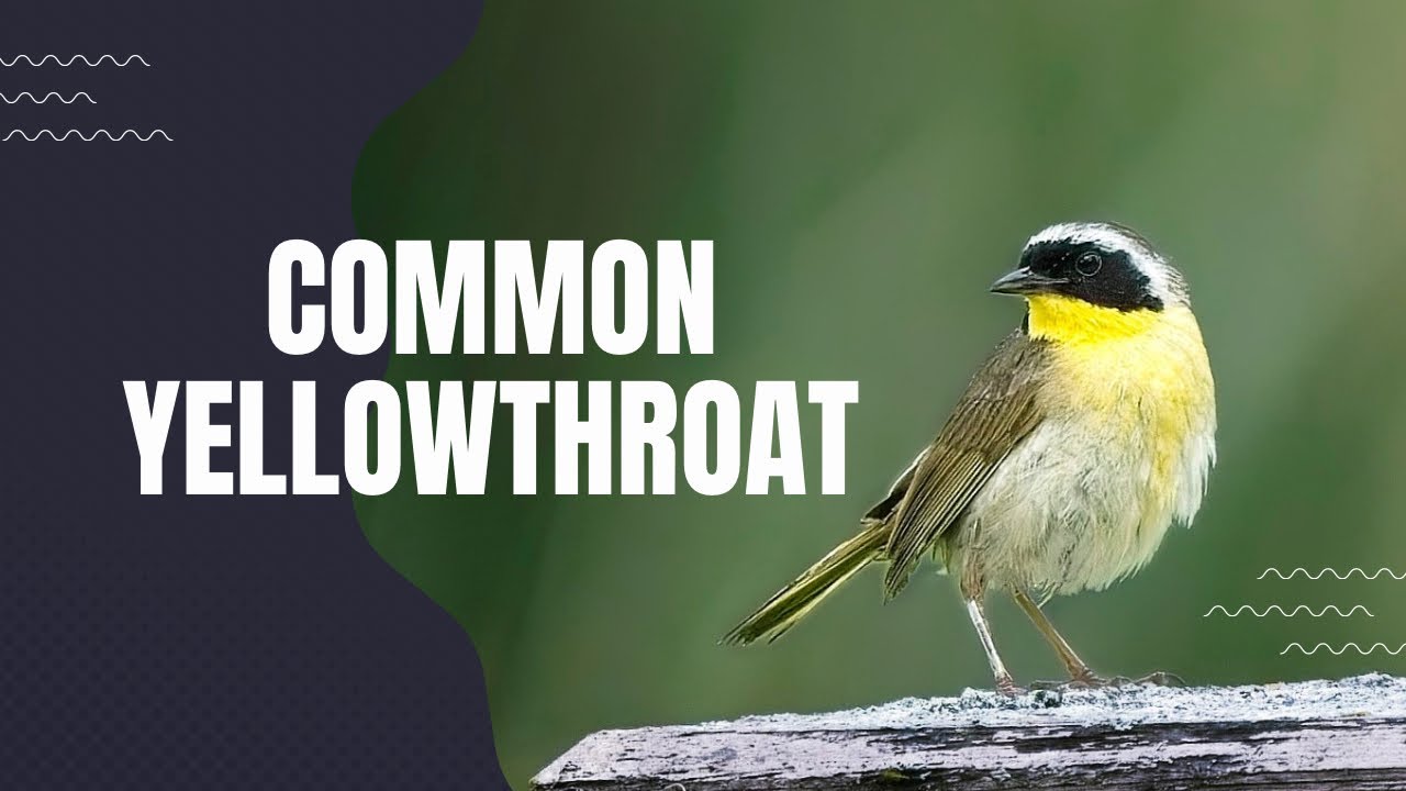 Masked Warbler : The Common Yellowthroat