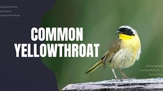 Masked Warbler : The Common Yellowthroat