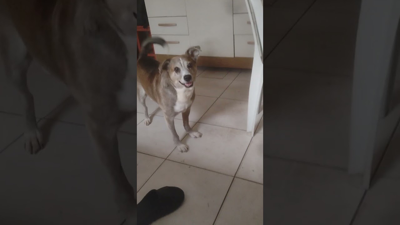 Charlie e Lucy brincam 🥇😜