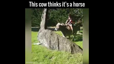 Horse cow! xD