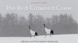 A Bucket-list Photography Road Trip, Hokkaido, Japan | 北海道フォトグラファー｜ 丹頂, 鶴