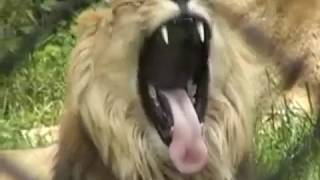 Most Brutal Lion Scream 2012
