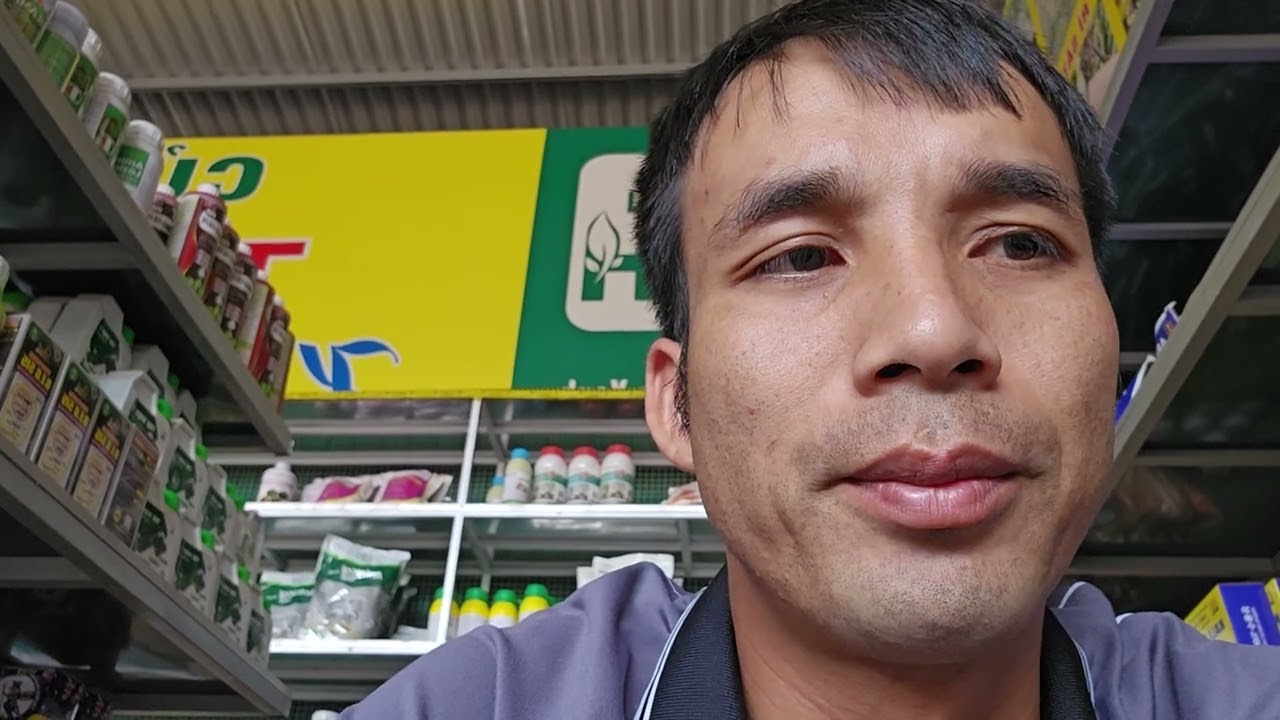 QUÁ TRÌNH PHÁT TRIỂN VÀ HOÀN THIỆN CỦA 1 TRÁI SẦU RIÊNG