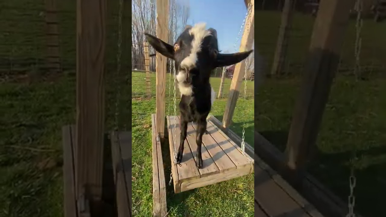 Jim the goat is having a blast on his swing!