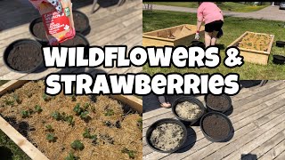 planting wildflowers & garden update