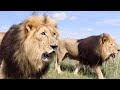 Skittish Lion - Suja | The Lion Whisperer