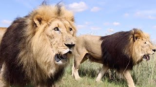 Skittish Lion  Suja | The Lion Whisperer