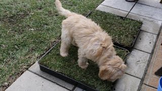DIY puppy grass loo/toilet various options