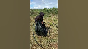 Cách trải cuộn ống LDPE đúng khi bà con thi công hệ thống tưới tại nhà#ongldpe