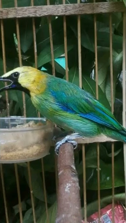 Suara pikat burung cucak ranting dijamin langsung nyaut