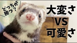 それでもフェレットを飼いますか飼育で大変な事《選》【飼育方法】