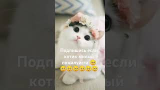 #кавер #cat #рекомендации #мем #котики #песня #подпишись #русскаяозвучка #catlover #cute