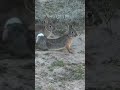 works only with rabbits  #funny