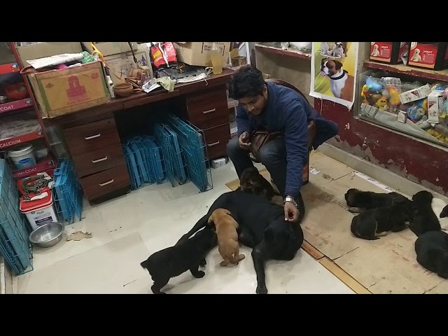 Saurabh 2025 dog kennel