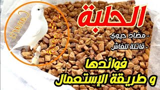 فوائد الحلبة للكناري و طريقة تقديمها - الحلبة تقتل الفاش