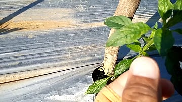 Cara membedakan cabe yg diserang trips atau tungau