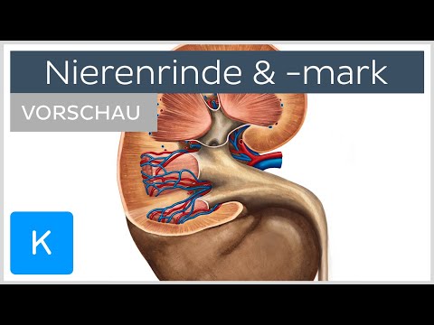 Video: Unterschied Zwischen Nierenrinde Und Nierenmark