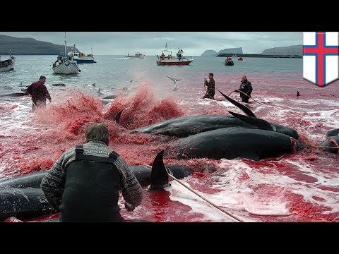 Pilot Whale Slaughter: Annual Hunt Sees 160 Dolphins Butchered In The Faroe Islands - TomoNews