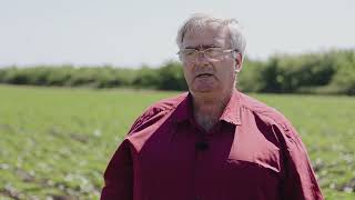 Verum Group Sunflower Field