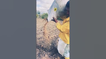 Tractor in! The Biggest Mistake Newbie Farmers Make in Ecuador