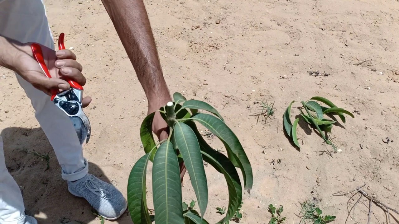 أول دورة تقليم تربية في مانجو صنف الشيلي | شرح قواعد التقليم | Mango shily